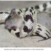 lampropeltis getulus california